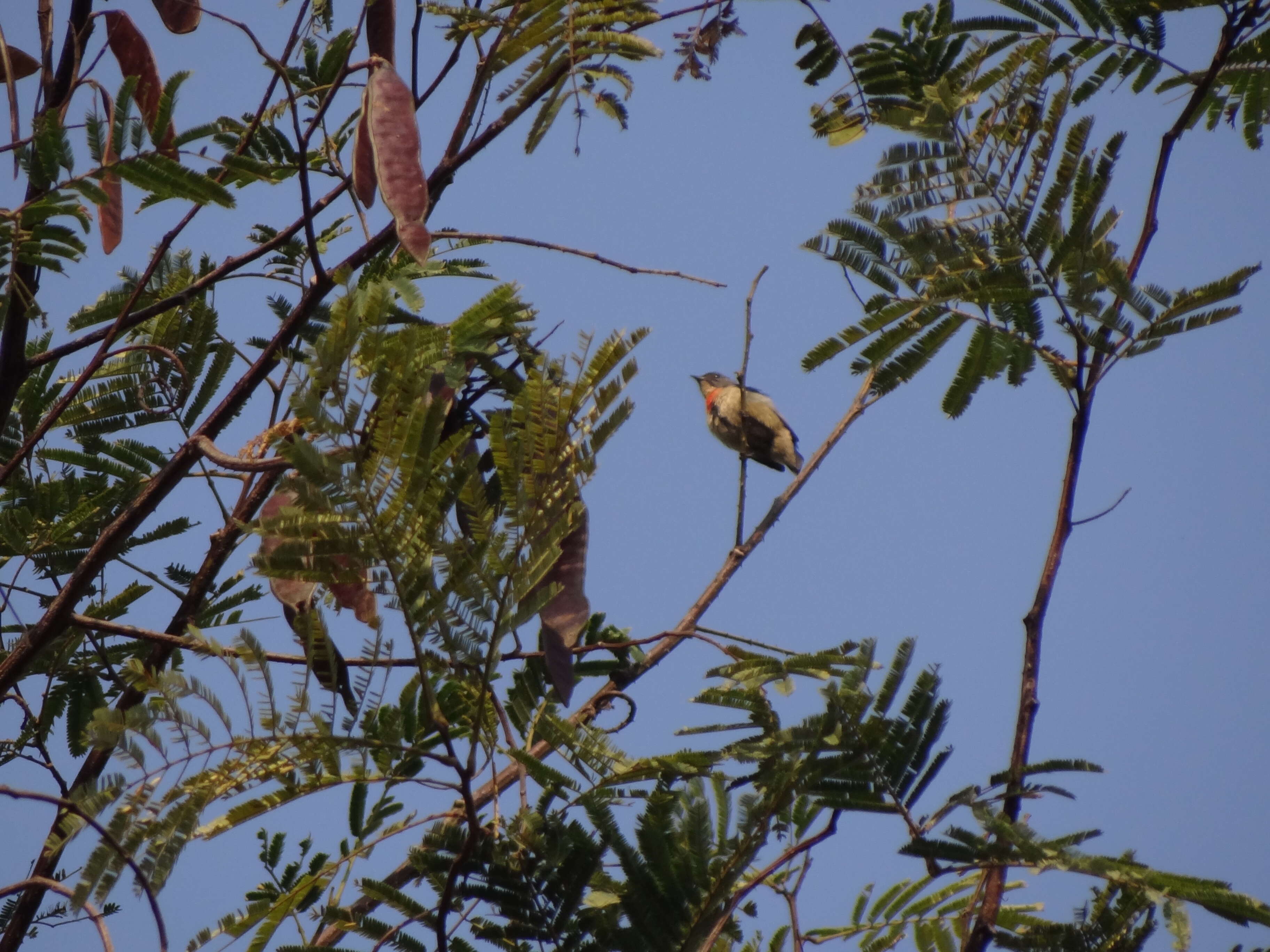 Image of Fire-breasted Flowerpecker