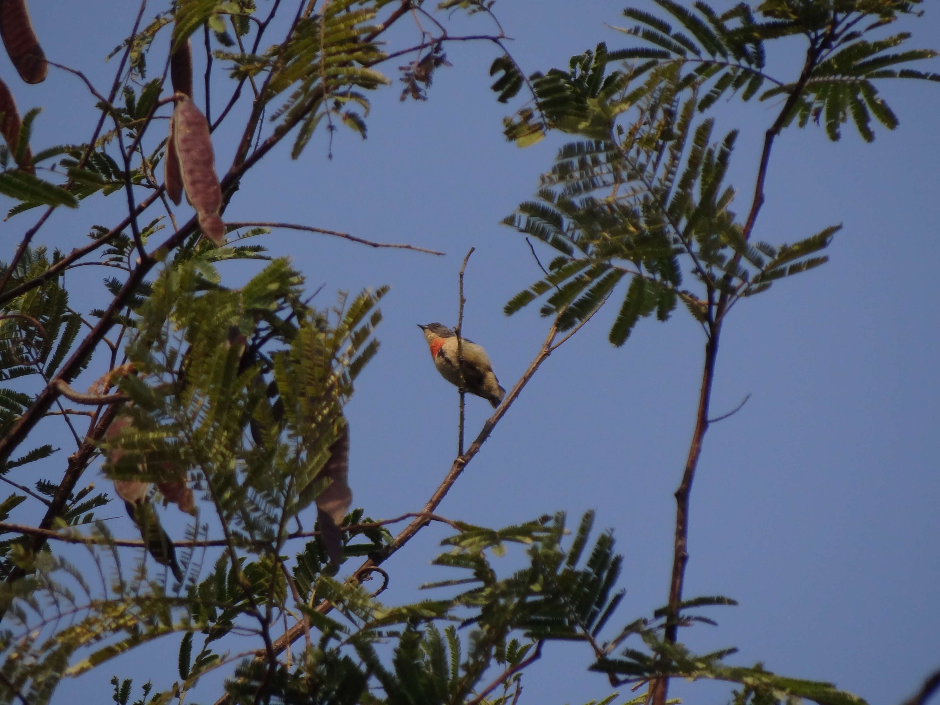 Image of Fire-breasted Flowerpecker