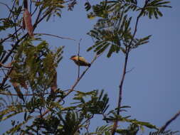 Image of Fire-breasted Flowerpecker