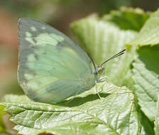 Image of Catopsilia pomona (Fabricius 1775)