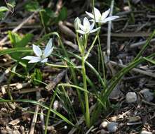 Image of Ornithogalum divergens Boreau