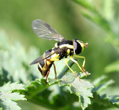 Xanthogramma stackelbergi Violovitsh 1975 resmi