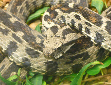 Image of Wagner's Viper