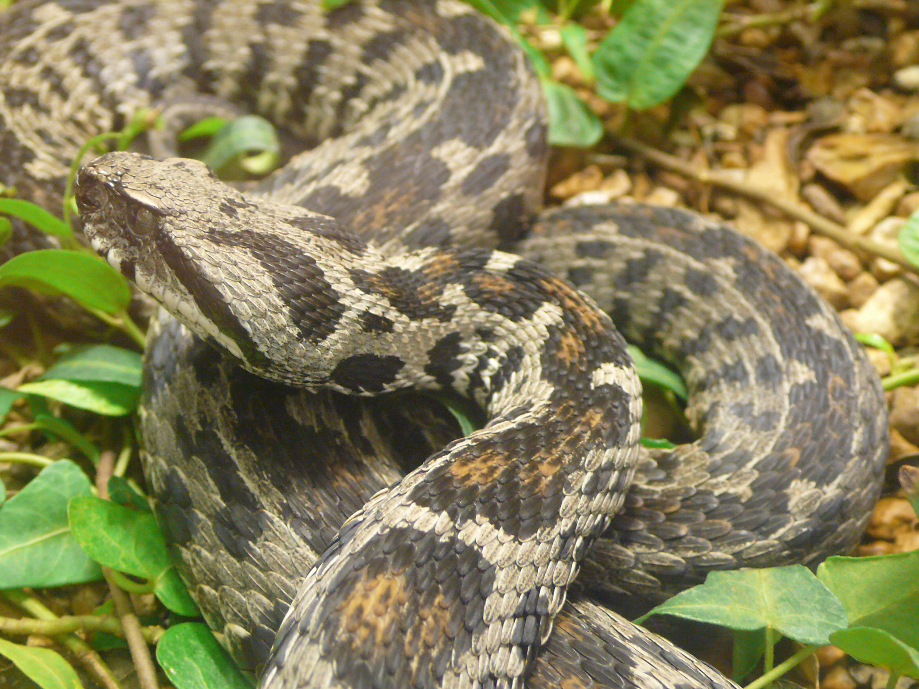 Image of Wagner's Viper