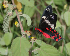 Image of Pachliopta hector (Linnaeus 1758)