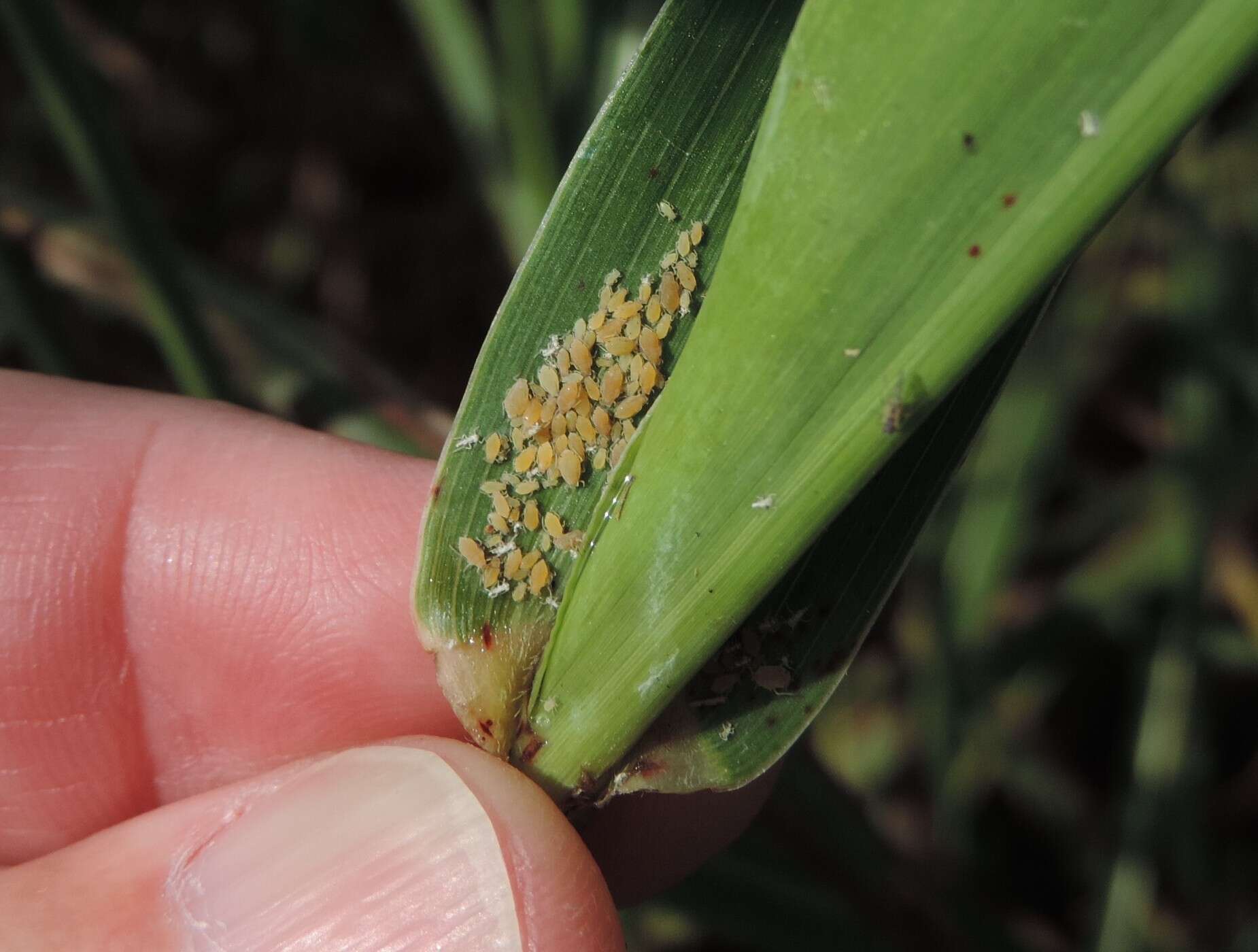 Image of Aphid