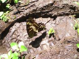 صورة Papilio lormieri Distant 1874