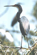 Слика од Egretta tricolor (Müller & Pls 1776)