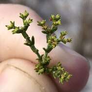 Image of paper nailwort