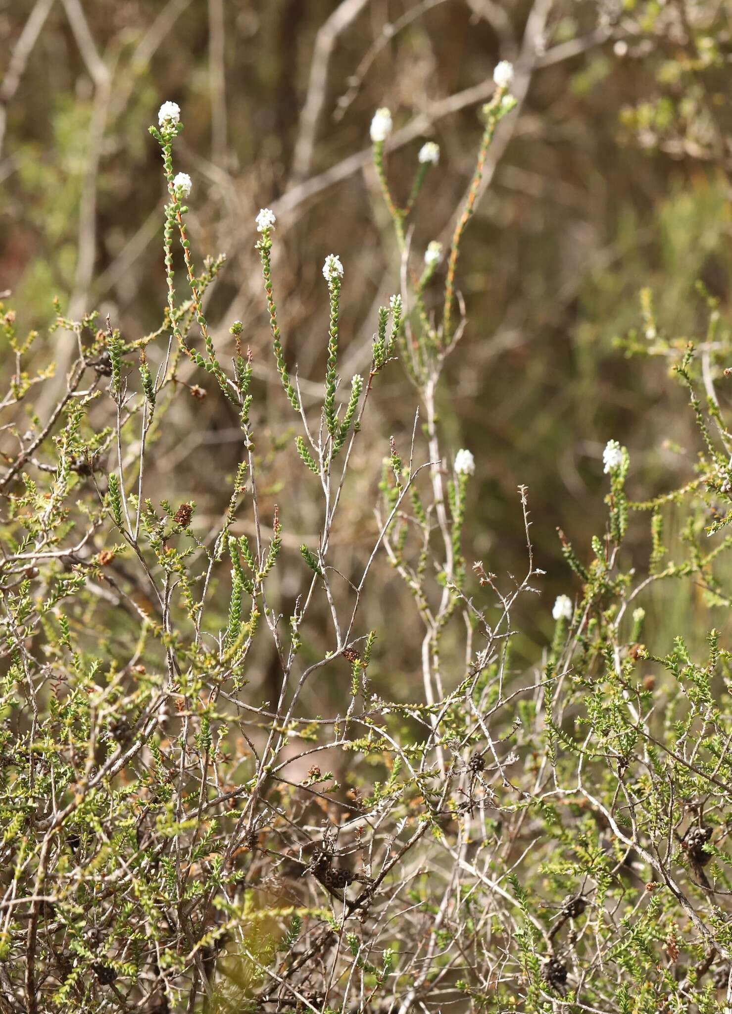 Sivun Leucopogon cucullatus R. Br. kuva
