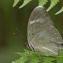 Image of Euphaedra uganda Aurivillius 1895