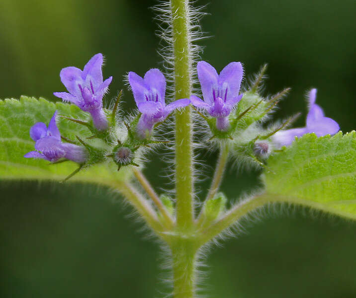 Image of Pignut