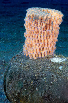 Image of Grey Bonnet