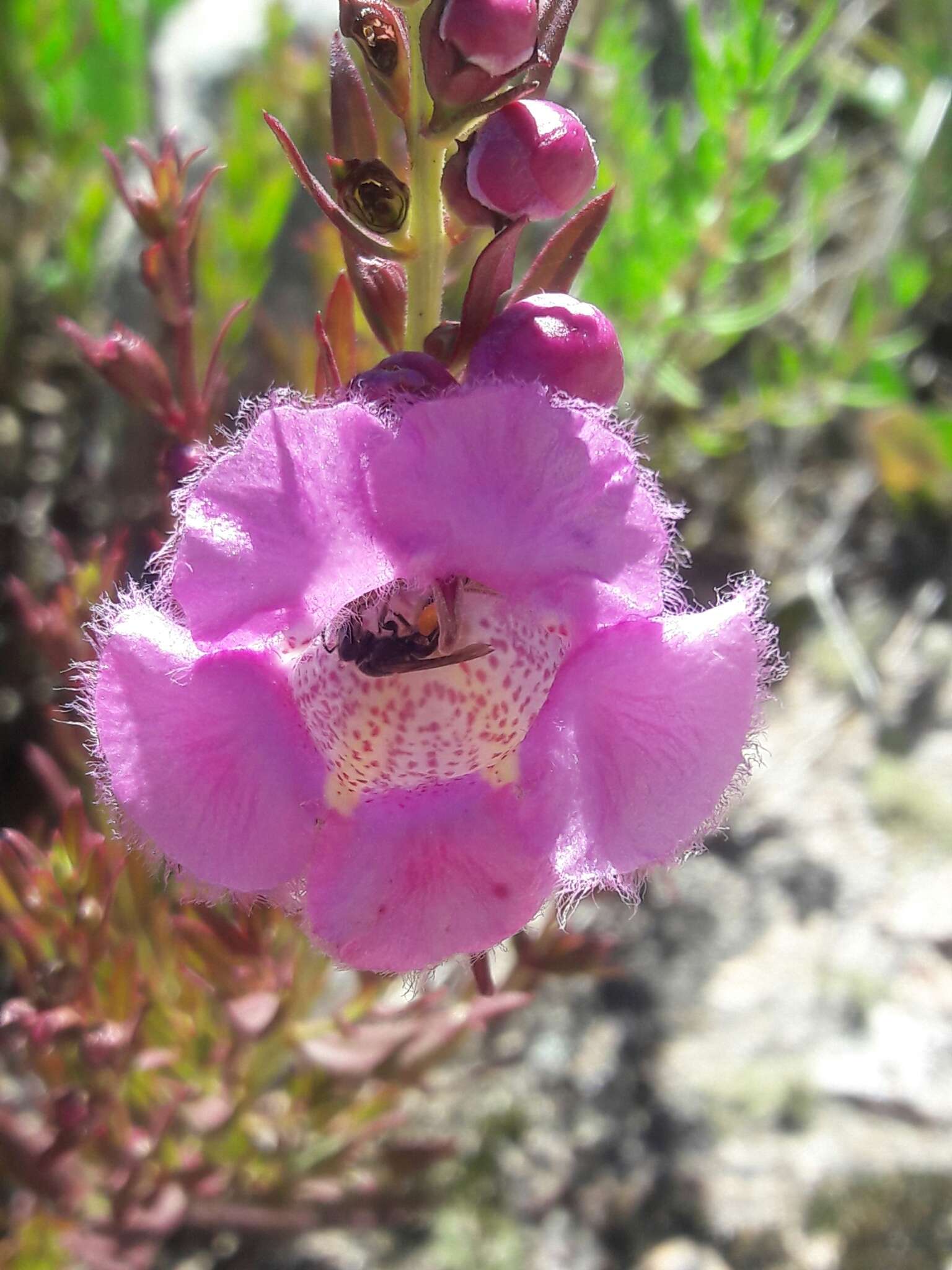 صورة Agalinis genistifolia (Cham. & Schltdl.) W. G. D' Arcy