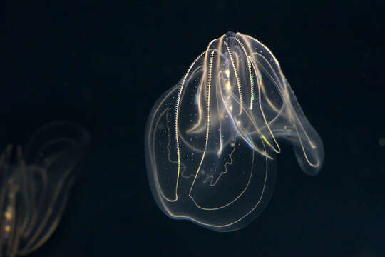 Image of comb jelly