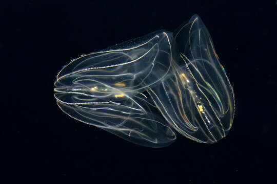 Image of comb jelly