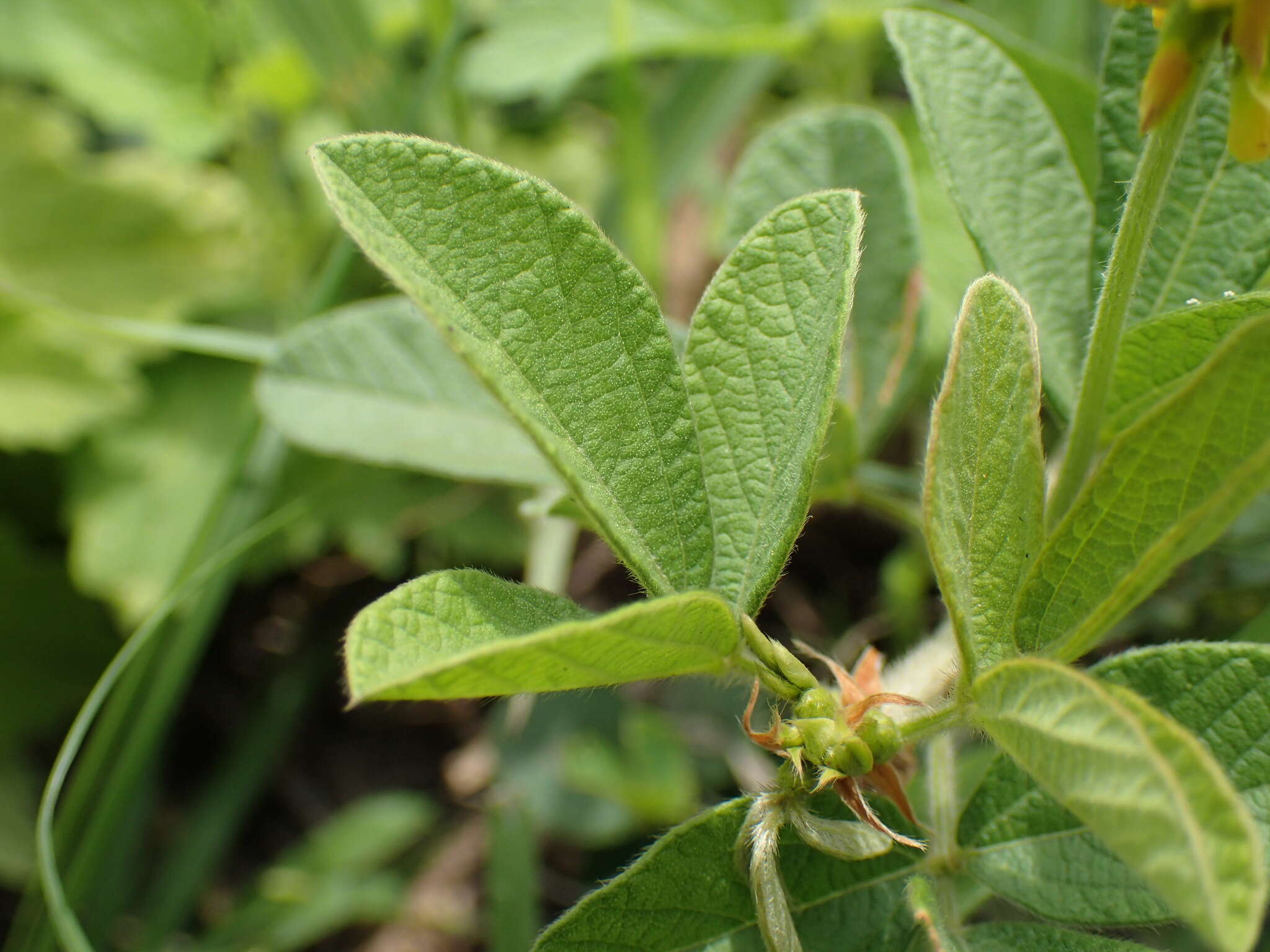 Image of Eriosema parviflorum E. Mey.