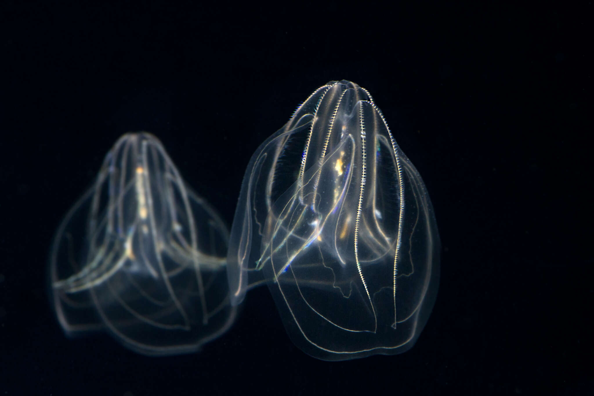 Image of comb jelly