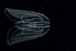 Image of comb jelly