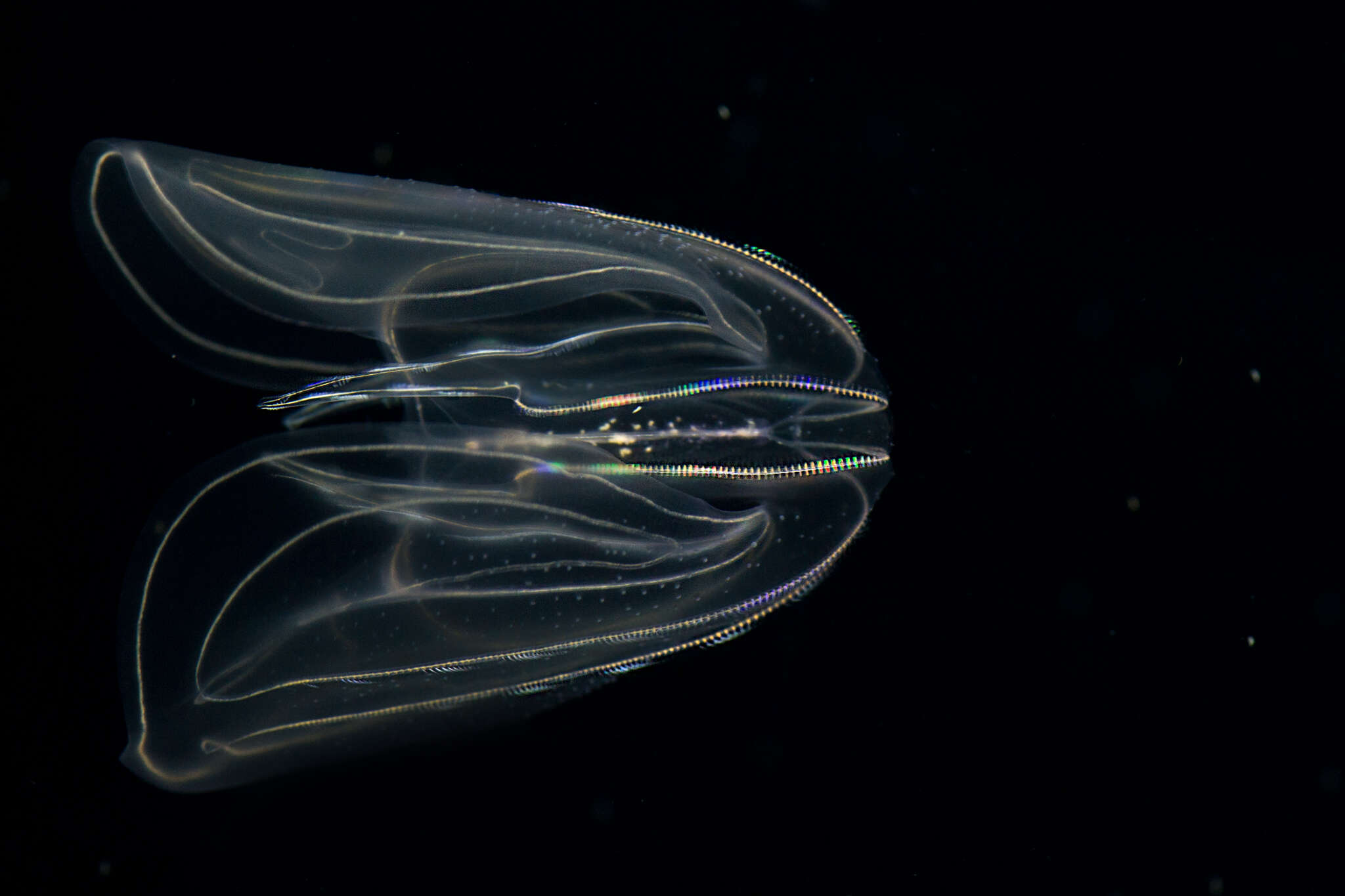 Image of comb jelly