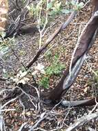 Слика од Arctostaphylos rainbowensis J. E. Keeley & A. Massihi