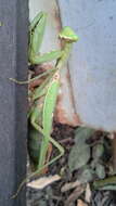 Image of Giant Asian Mantis