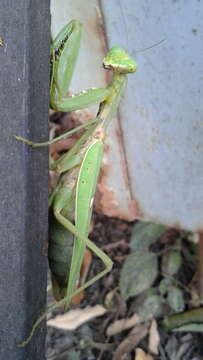 Image of Giant Asian Mantis