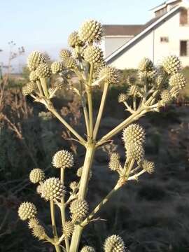 Imagem de Eryngium humboldtii Delar.