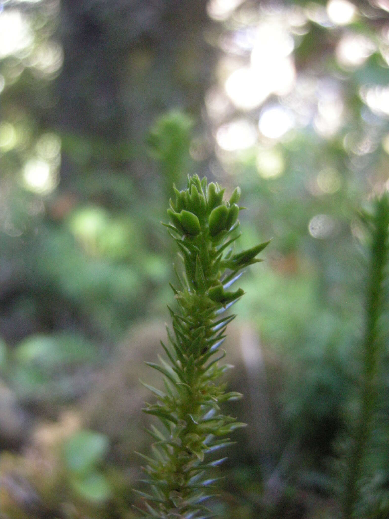 Image of Huperzia australiana (Herter) Holub