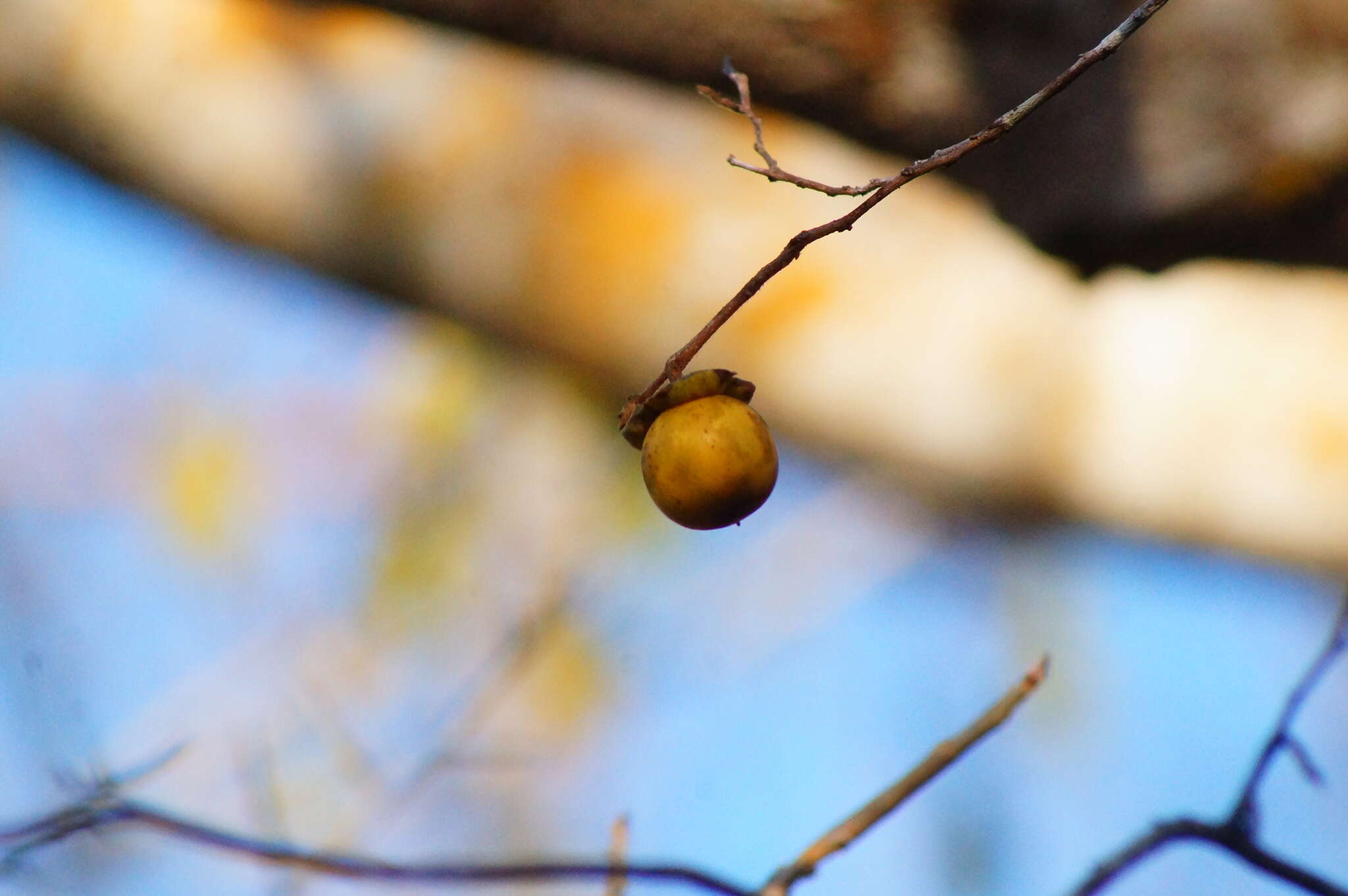 Sivun Diospyros salicifolia Humb. & Bonpl. ex Willd. kuva