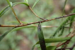 Image de Dendrobium cunninghamii Lindl.