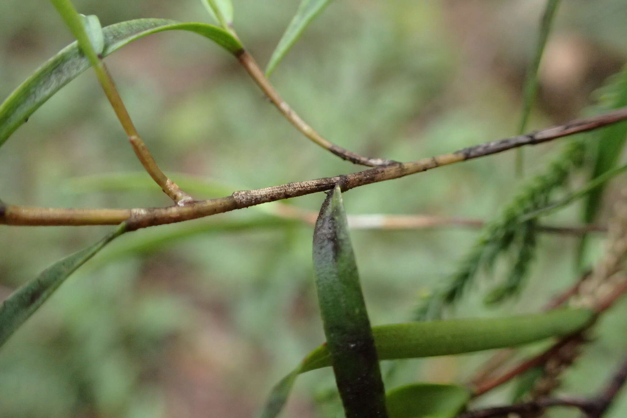 Plancia ëd Dendrobium cunninghamii Lindl.