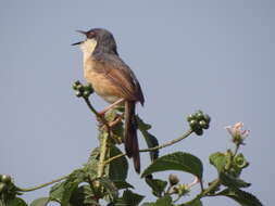 Image of Ashy Prinia