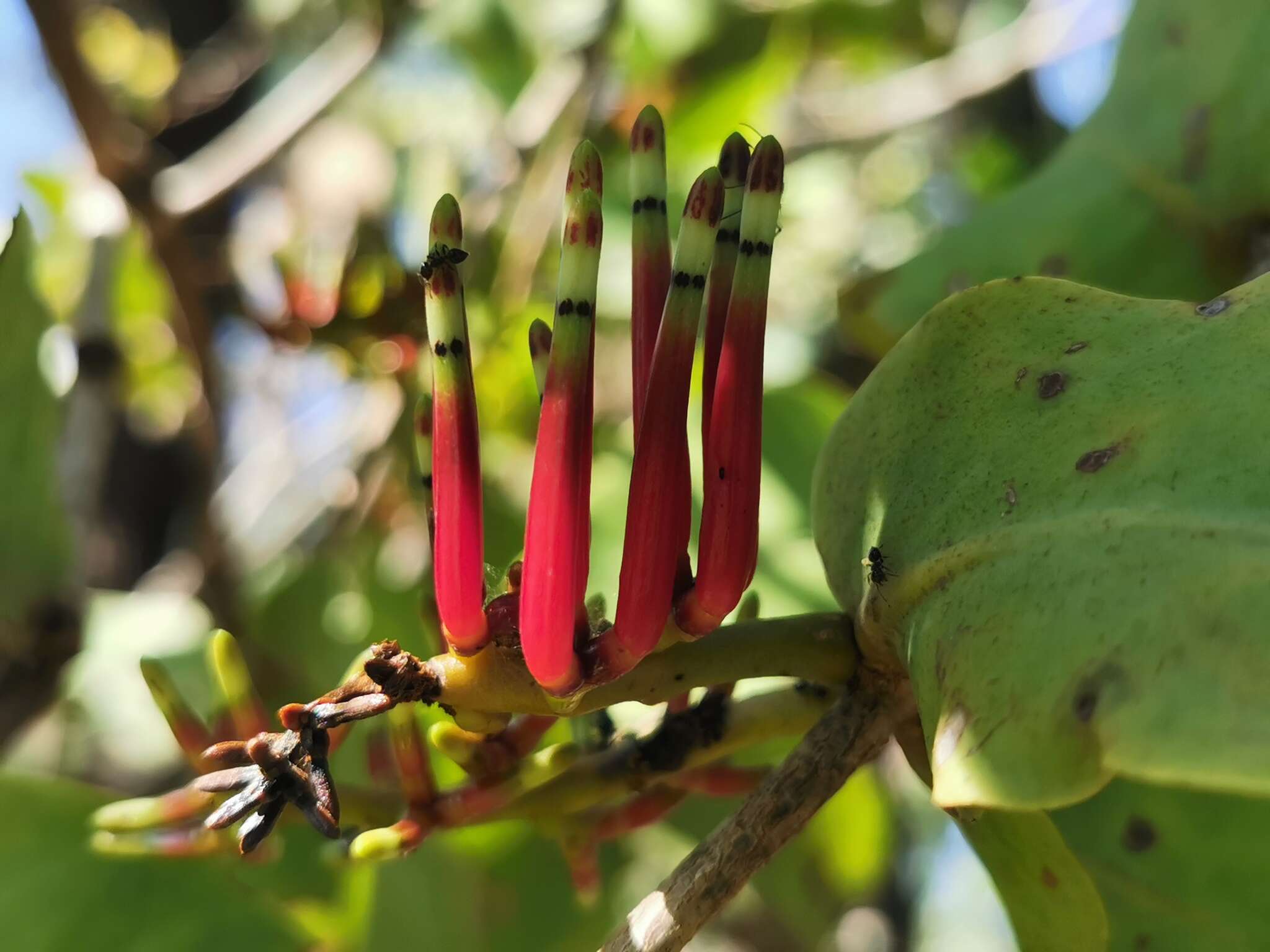 Decaisnina signata (F. Müll. ex Benth.) Tieghem的圖片