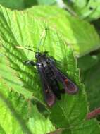 Image of Virginia Creeper Clearwing