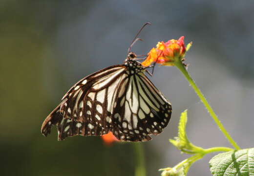 صورة Parantica aglea Cramer 1781