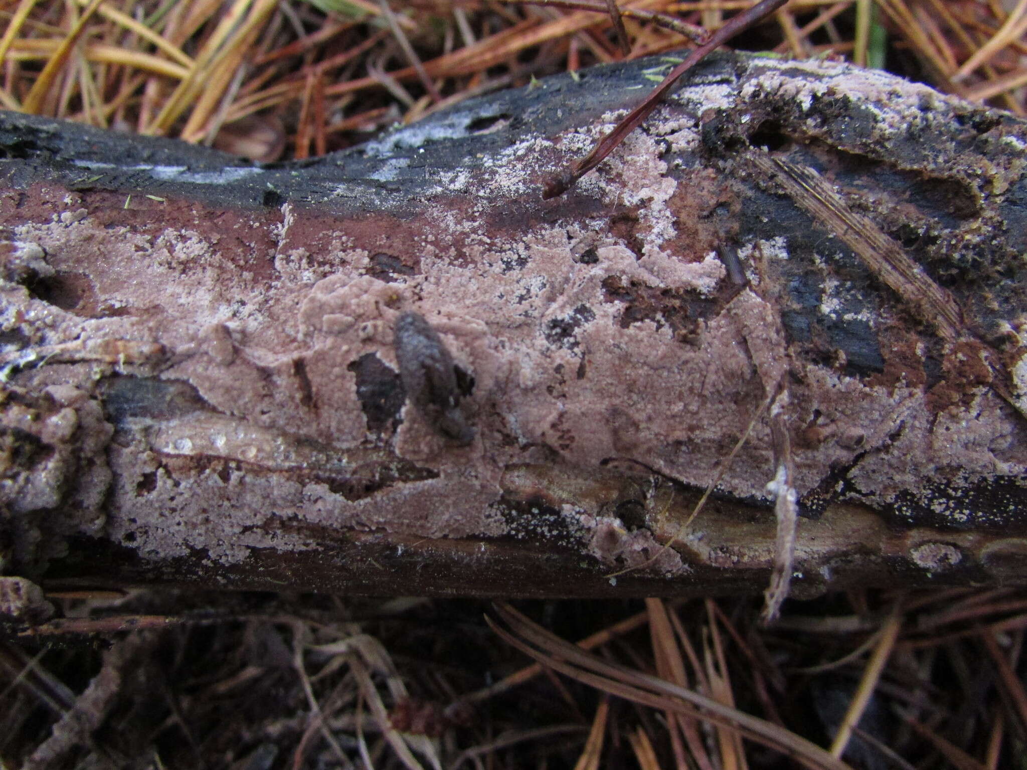 صورة Tomentella terrestris (Berk. & Broome) M. J. Larsen 1974