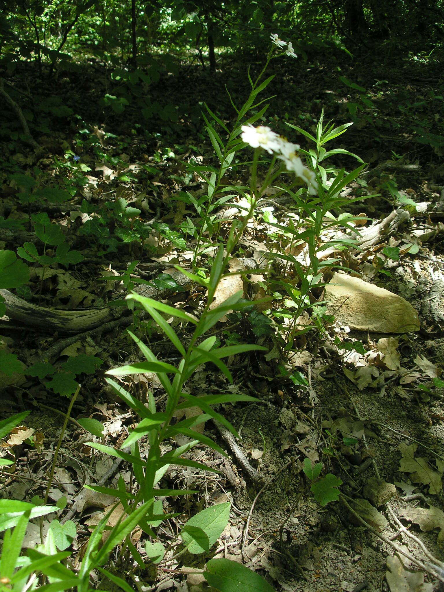 Image of Achillea biserrata M. Bieb.