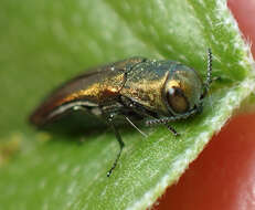 Image of Agrilus lacustris Le Conte 1860