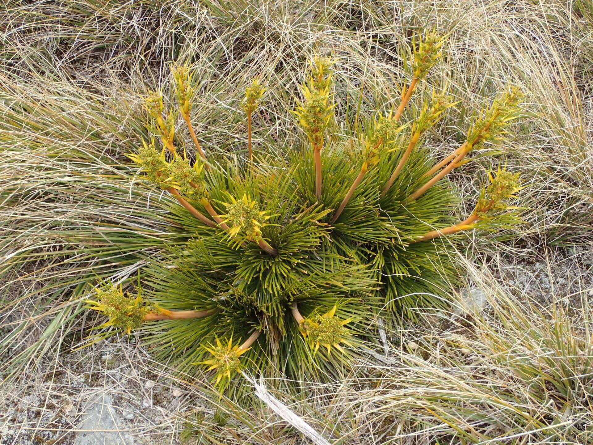 Image of Aciphylla montana Armst.