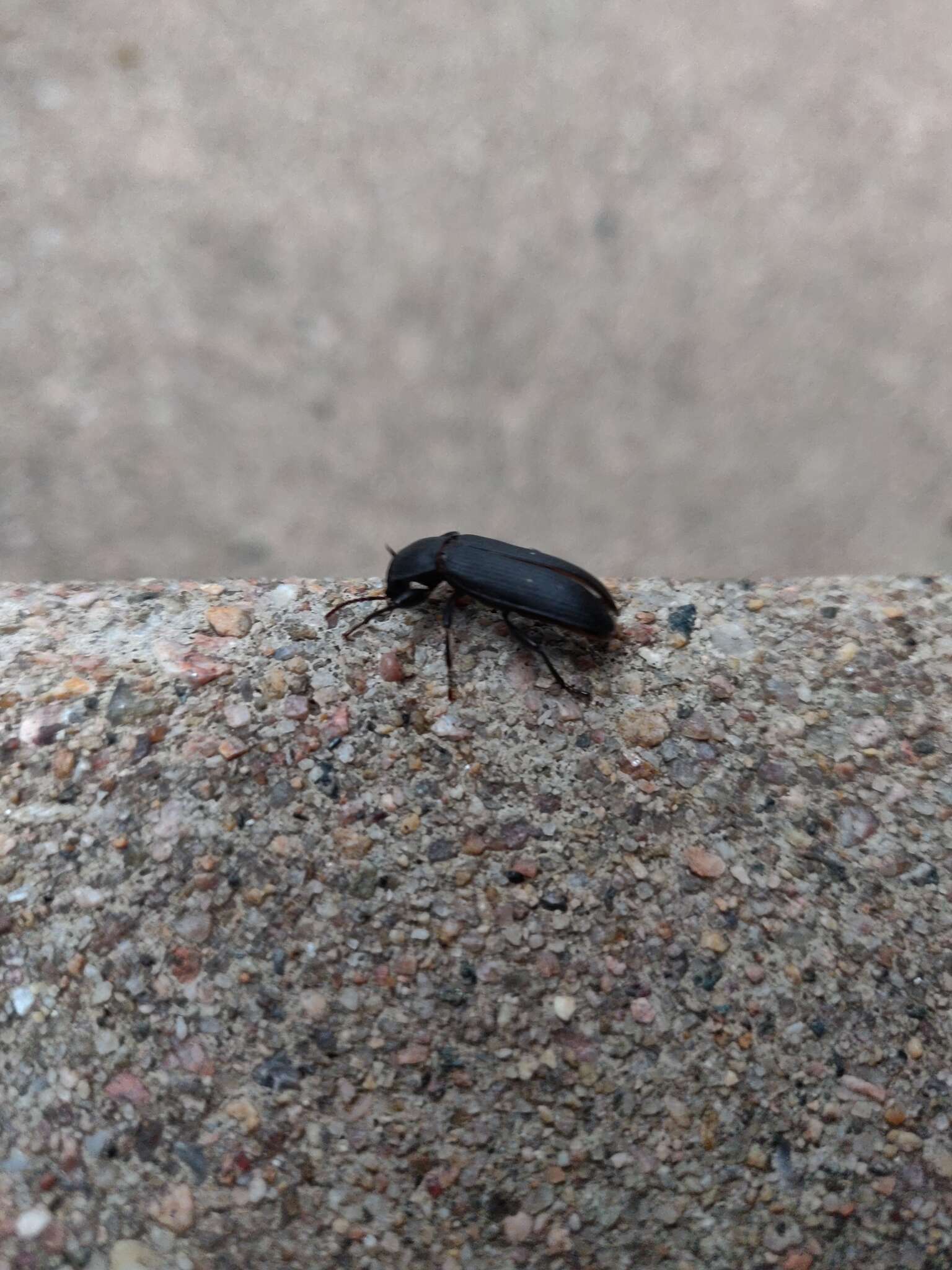 Image of Dark Mealworm