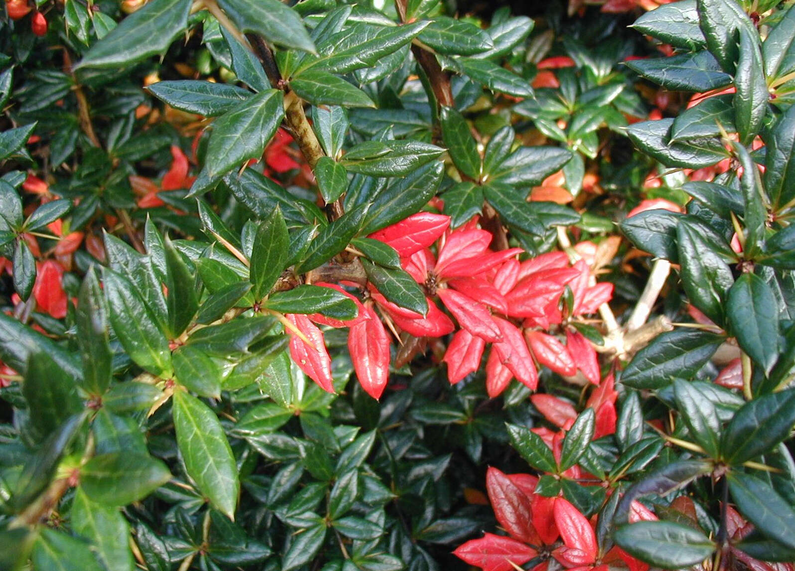 Image of Warted Barberry