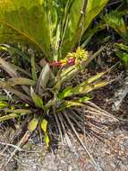 Image de Aechmea aquilega (Salisb.) Griseb.