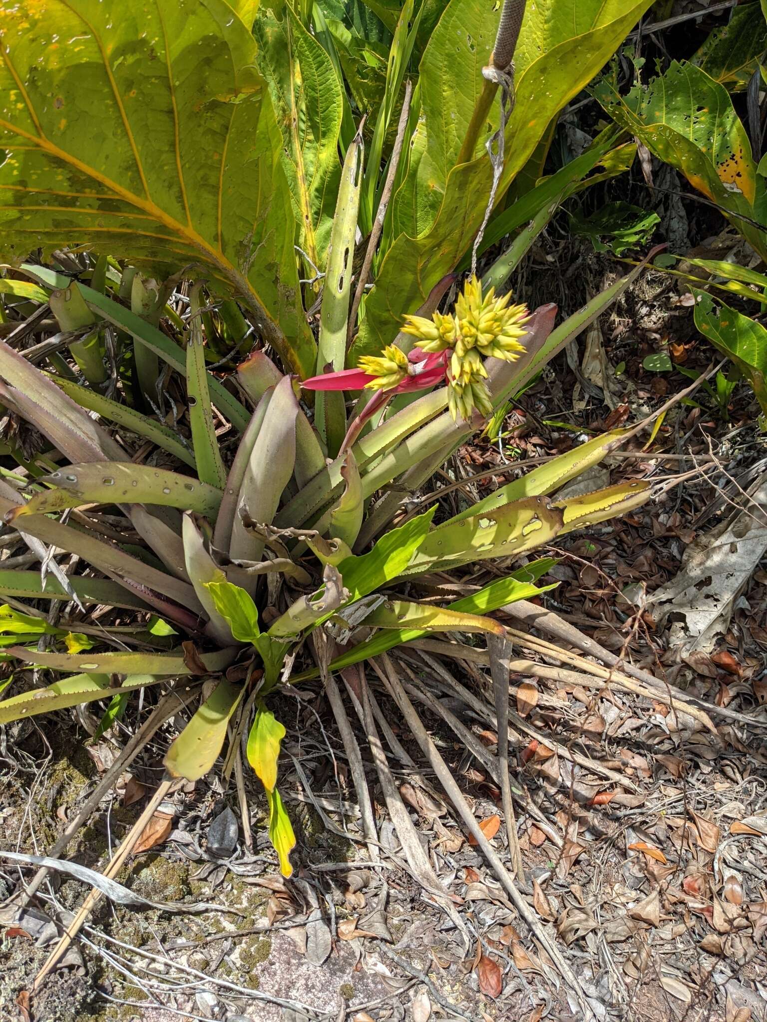 Image de Aechmea aquilega (Salisb.) Griseb.