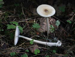 Image of Umber-zoned ringless amanita