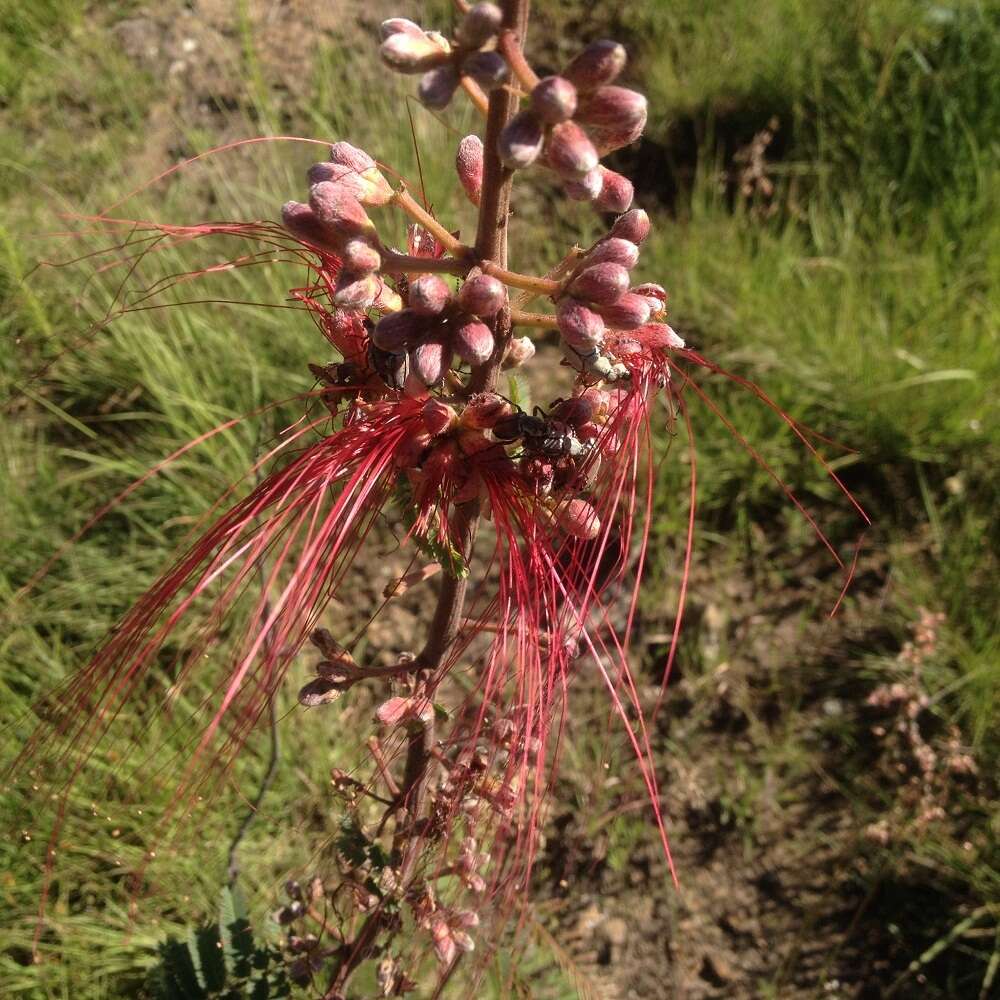 Imagem de Calliandra houstoniana var. anomala (Kunth) Barneby