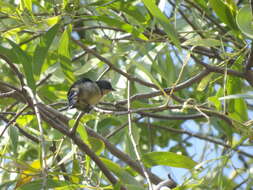 Image of Fire-breasted Flowerpecker