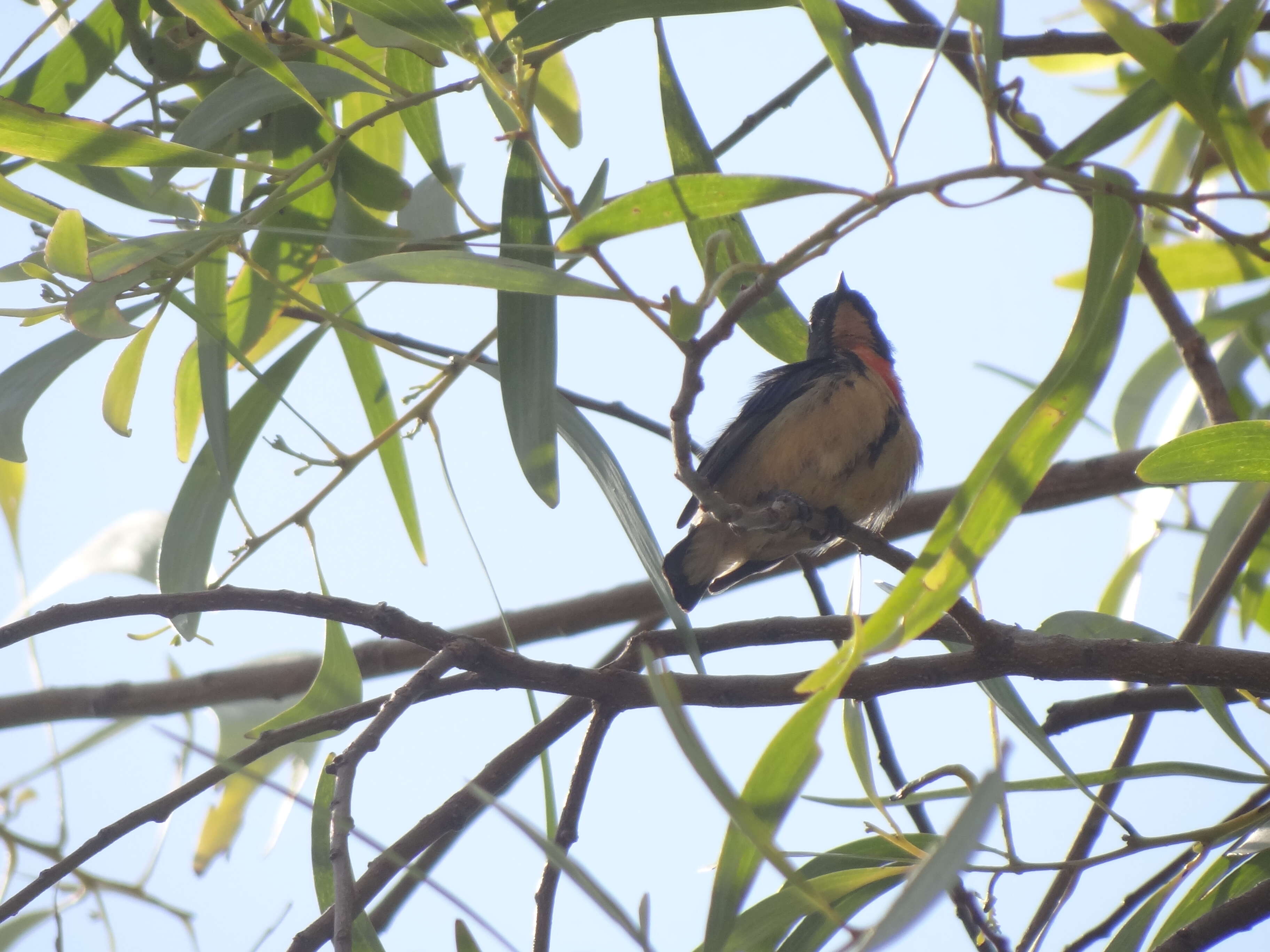 Image of Fire-breasted Flowerpecker