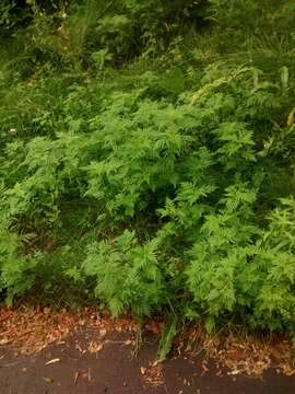 Image of annual ragweed