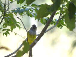 Image of Canary-flycatcher